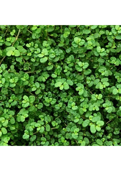 Arap Saçı Helxine Soleirolii 100 Adet fiyatları