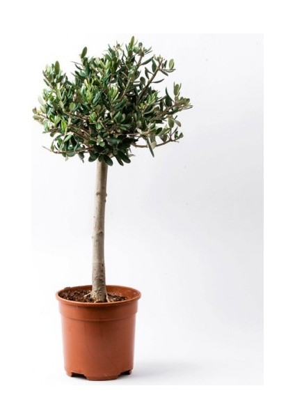 Bonsai Zeytin Olea Europeana Macro Bonsai