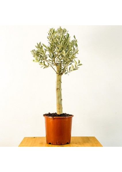 Bonsai Zeytin Olea Europeana Macro Bonsai