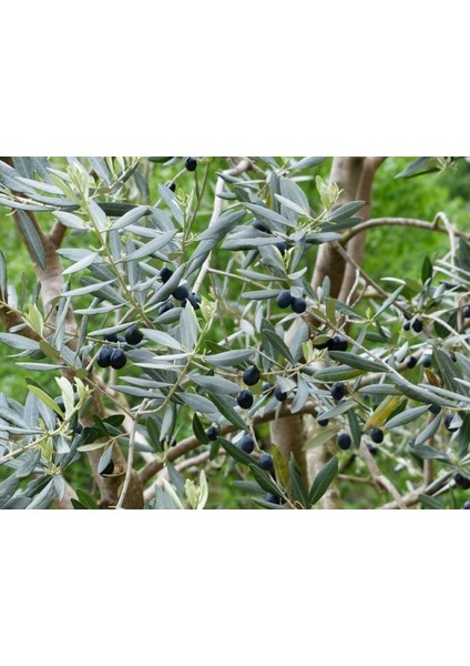 Bonsai Zeytin Olea Europeana Macro Bonsai