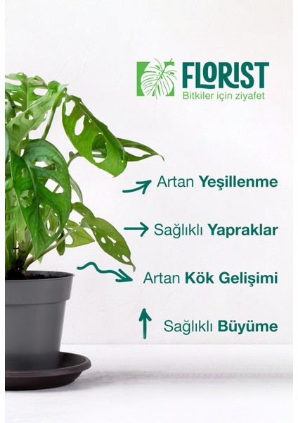 Bitki Besini – Yeşil Yapraklı & Kaktüs Süper Ikili | Yapraklar Işıldasın, Kaktüsler Güçlensin