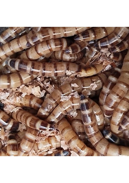 Kurdu 50 Adet 4-5 Cm