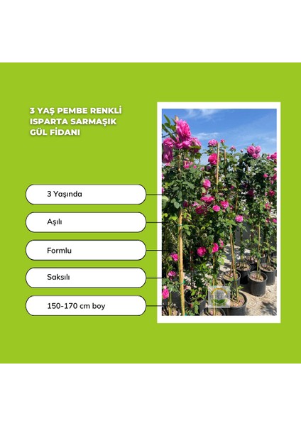 2 Adet 3 Yaş Pembe Renkli Isparta Sarmaşık Gül Fidanı Paketi fiyatları