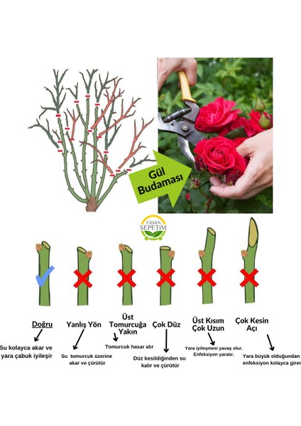 2 Adet 3 Yaş Pembe Renkli Isparta Sarmaşık Gül Fidanı Paketi modelleri