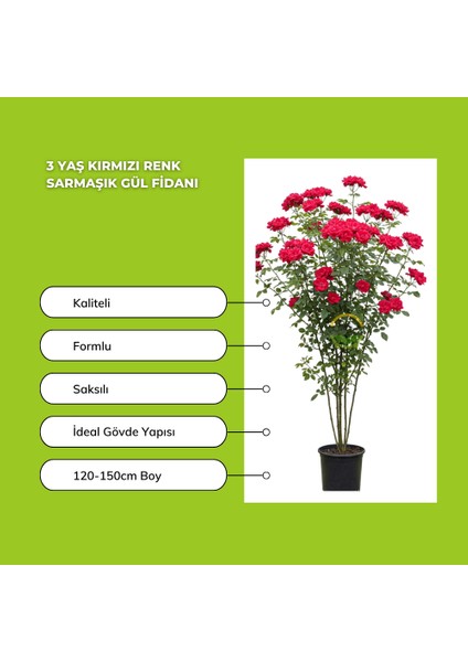 Kırmızı ve Sarı Renkli Sarmaşık Gül Fidanı Paketi