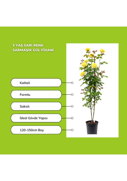 Kırmızı ve Sarı Renkli Sarmaşık Gül Fidanı Paketi