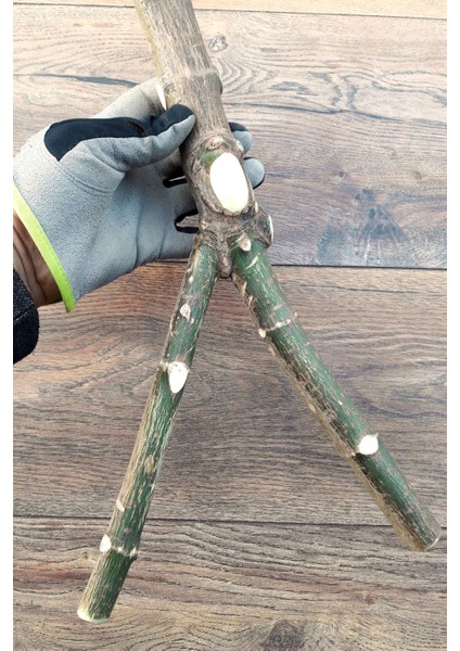 Venty 46CM Doğal Papağan Tüneği - Şekilli Dal Tünekl | Macaw, Kakadu, Jako, Amazon, Eklektus, Alexander, Kayık - T435
