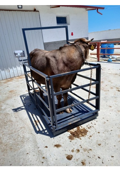 1500 Kg 100X200 Cm Canlı Hayvan Baskülü fiyatları