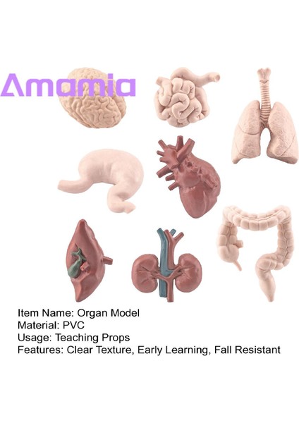 Amamia Insan Kalp Modeli Pvc Kalp Modeli Insan Vücudu Bilim Oyuncaklar (Yurt Dışından) fiyatları