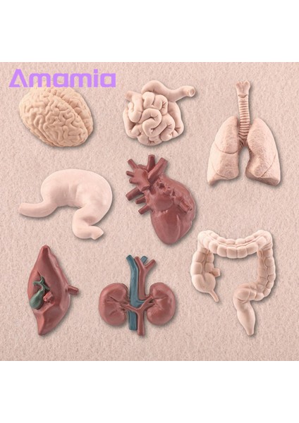 Amamia Insan Kalp Modeli Pvc Kalp Modeli Insan Vücudu Bilim Oyuncaklar (Yurt Dışından) fırsatları