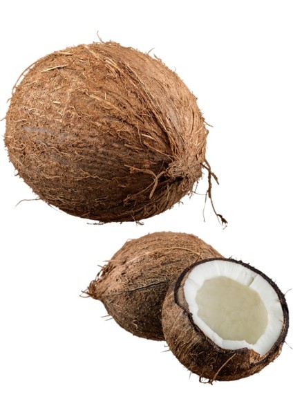 Hindistan Cevizi (Kahverengi) (Ithal) fiyatları