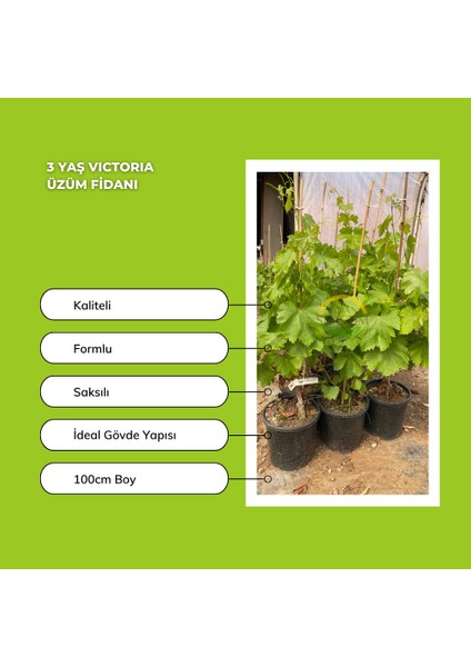 3 Yaş Victoria Üzüm Fidanı fiyatları