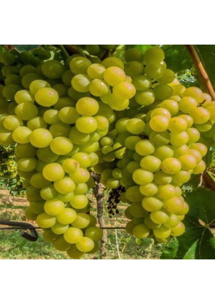 3 Yaş Kartal Üzüm Fidanı