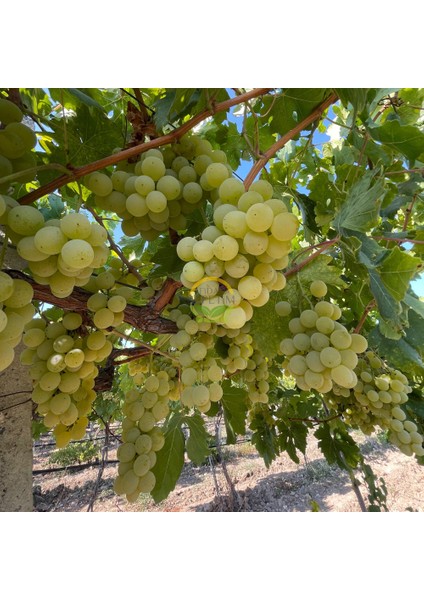 3 Yaş Müşküle Üzüm Fidanı