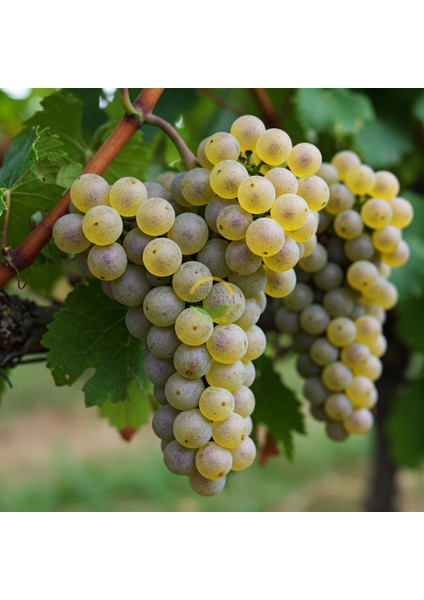 3 Yaş Yalova Incisi Üzüm Fidanı