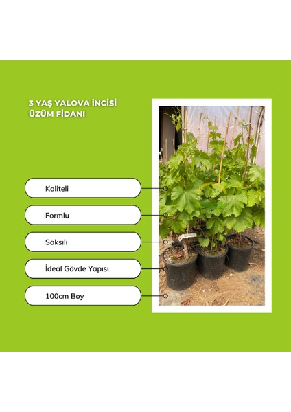 3 Yaş Yalova Incisi Üzüm Fidanı fiyatları