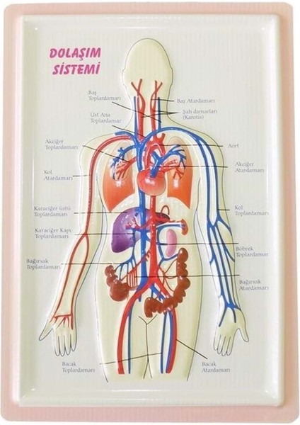 Putı Kabartmalı Dolasım Sıstemı