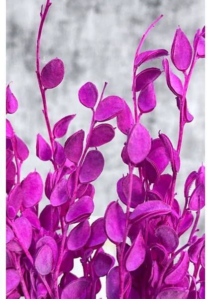 Kurutulmuş Sedef Çiçeği Pembe 15 Dal