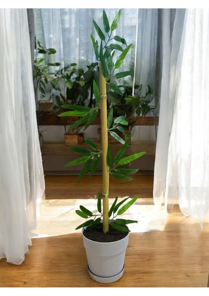 80 cm Islak Doku Bambu Gri Saksıda