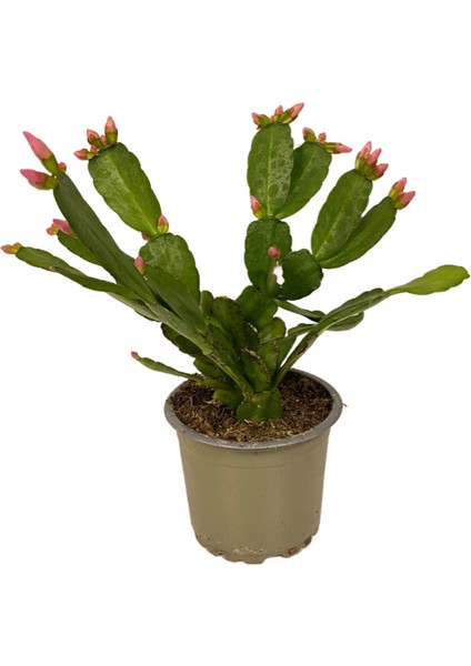 Rhipsalidopsis Gaertneri 'pink' (Paskalya Çiçeği)