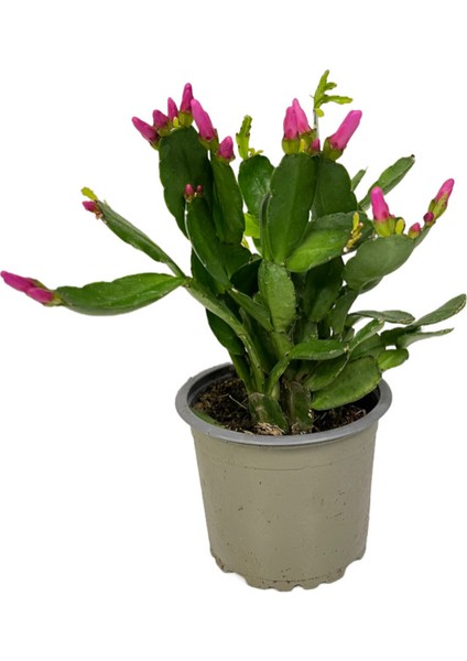 Rhipsalidopsis Gaertneri 'purple' (Paskalya Çiçeği)