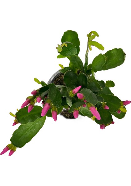Rhipsalidopsis Gaertneri 'purple' (Paskalya Çiçeği)