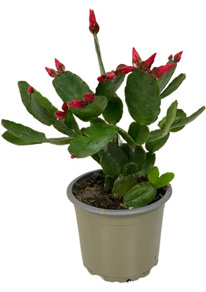 Rhipsalidopsis Gaertneri 'red' (Paskalya Çiçeği)