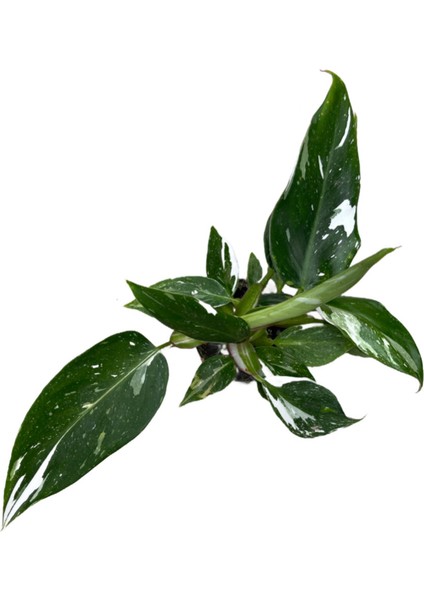 Philodendron 'white Princess'