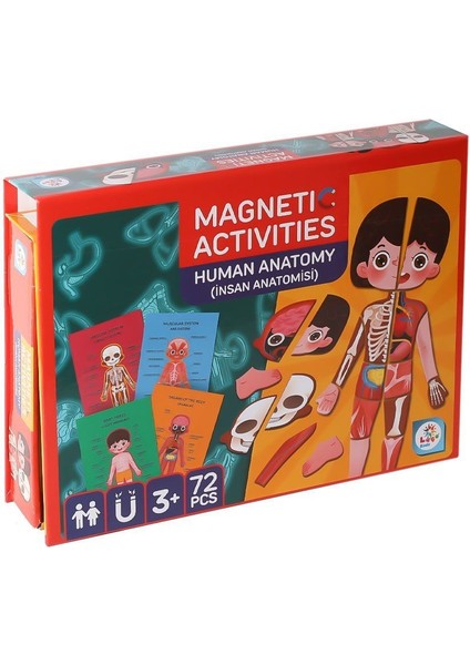 LC986 Manyetik Aktivite Insan Anatomisi -Laço