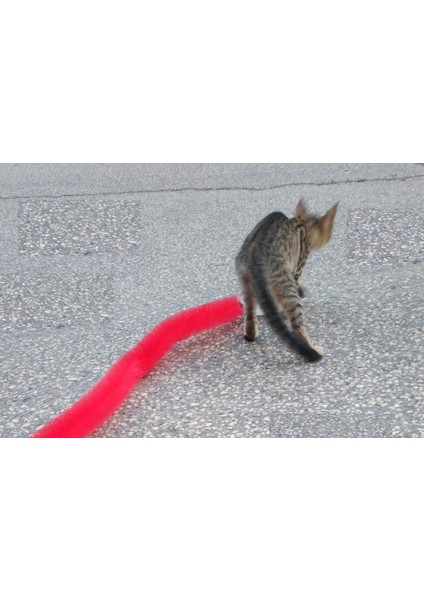 Kedi Tırmalama Fırçası - Kedi Oyuncağı