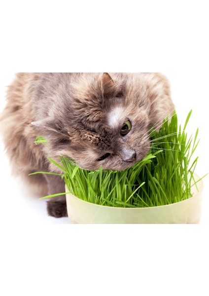 Doğal Kedi Çimi (Tüy Yumağı Önleyici) 100 gr Standart