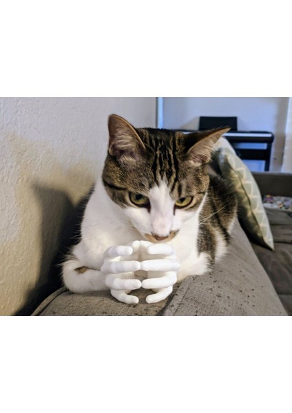 Kedi Elleri T5367636