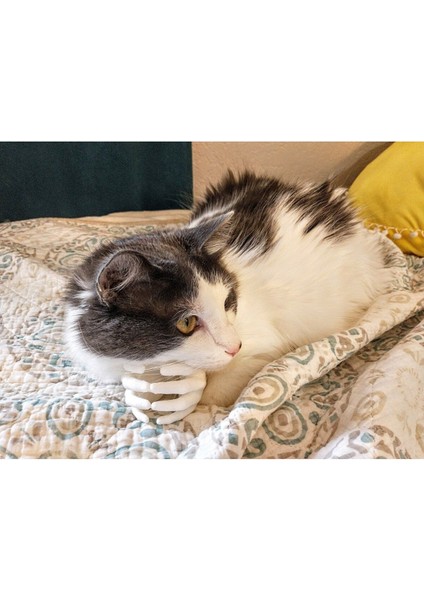 Kedi Elleri T5367636