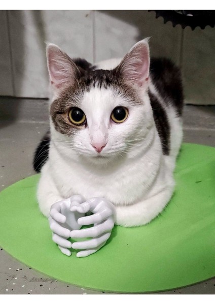 Kedi Elleri T5367636