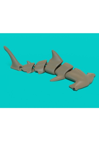 Li Çekiç Başlı Köpekbalığı P507934