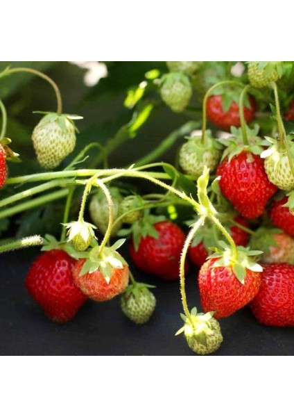 5 Adet Tüplü Sweet Ann Çilek Fidesi