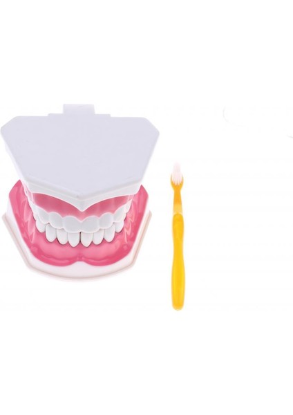 2x Büyük Ağız (Çıkarılabilir) Eğitici Ağız I, Öğ Çalışma Malzemeleri, Doktor Dekoru ÇIKARILABILIR-15X12X9CM Açıığı (Yurt Dışından)
