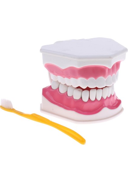 2x Büyük Ağız (Çıkarılabilir) Eğitici Ağız I, Öğ Çalışma Malzemeleri, Doktor Dekoru ÇIKARILABILIR-15X12X9CM Açıığı (Yurt Dışından) fiyatları