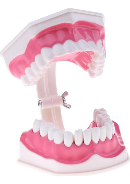 2x Büyük Ağız (Çıkarılabilir) Eğitici Ağız I, Öğ Çalışma Malzemeleri, Doktor Dekoru ÇIKARILABILIR-15X12X9CM Açıığı (Yurt Dışından) modelleri
