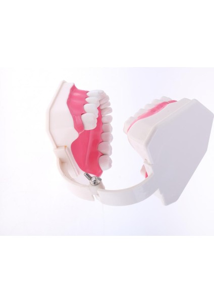 2x Büyük Ağız (Çıkarılabilir) Eğitici Ağız I, Öğ Çalışma Malzemeleri, Doktor Dekoru ÇIKARILABILIR-15X12X9CM Açıığı (Yurt Dışından) indirimleri
