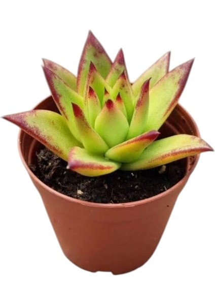 Dudak Boyası Eçeverya Sukulent / 5,5 cm Saksıda / Echeveria Agavoides Lipstick Succulent