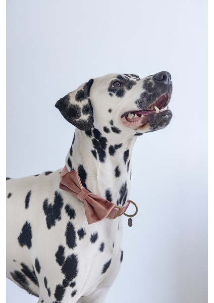 Dbl Köpek Papyonu, Kadife, Gri, 12cm fırsatları