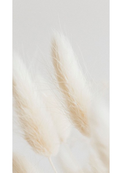 soft| Beyaz Renk Saz Bitkisi Modeli 02 |çerçeveli Temperli Cam Tablo Tekli Dikey fiyatları