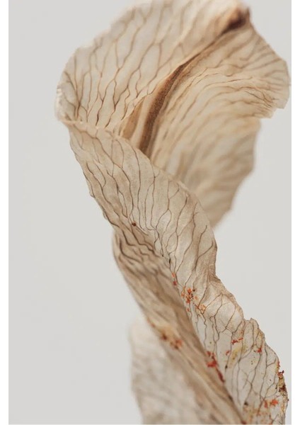 soft| Krem Kuru Yaprak Model 1 |çerçeveli Temperli Cam Tablo Tekli Dikey fiyatları