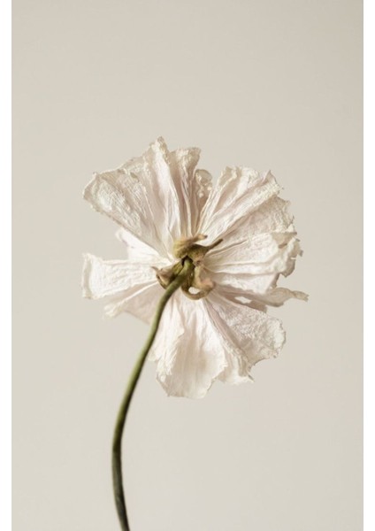 soft Bej-Beyaz Çiçek 1 |çerçeveli Temperli Cam Tablo Tekli Dikey fiyatları