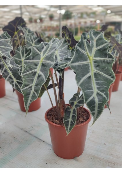 Alocasia Polly-Fil Kulağı (Canlıçiçek)