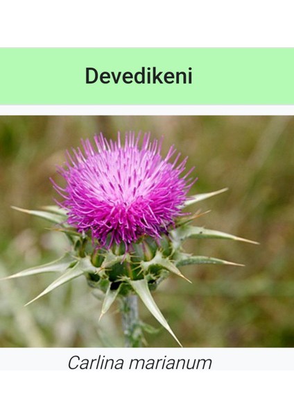 Deve Dikeni Tohumu Tozu 150 gr Katkısız Taze Çekilmiş