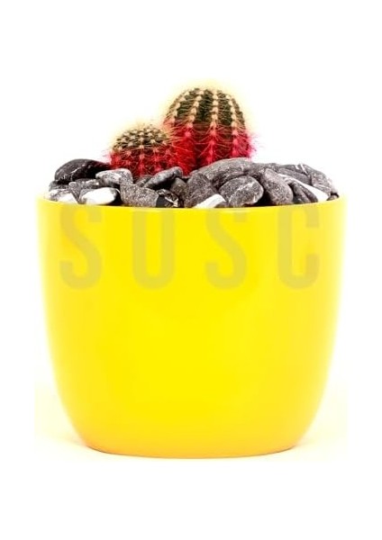 Çakıl Taşı Dolomit Taşı Bahçe Süsü Akvaryum Taşı Dere Çakıl Taşı 1-2 cm 1 kg