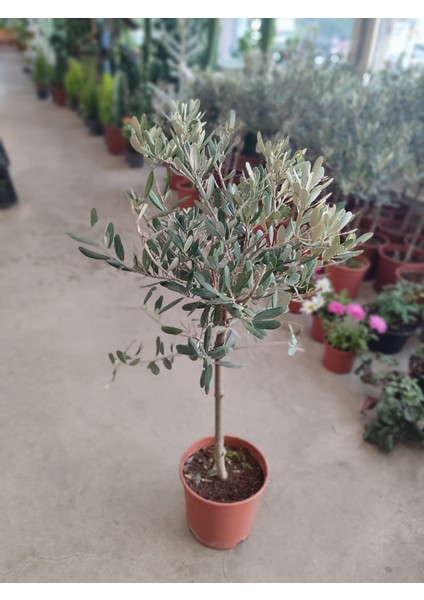 Canlı Zeytin Ağacı (Canlı Çiçek)