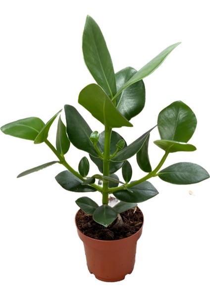 Clusia Rosea (Imza Çiçeği)